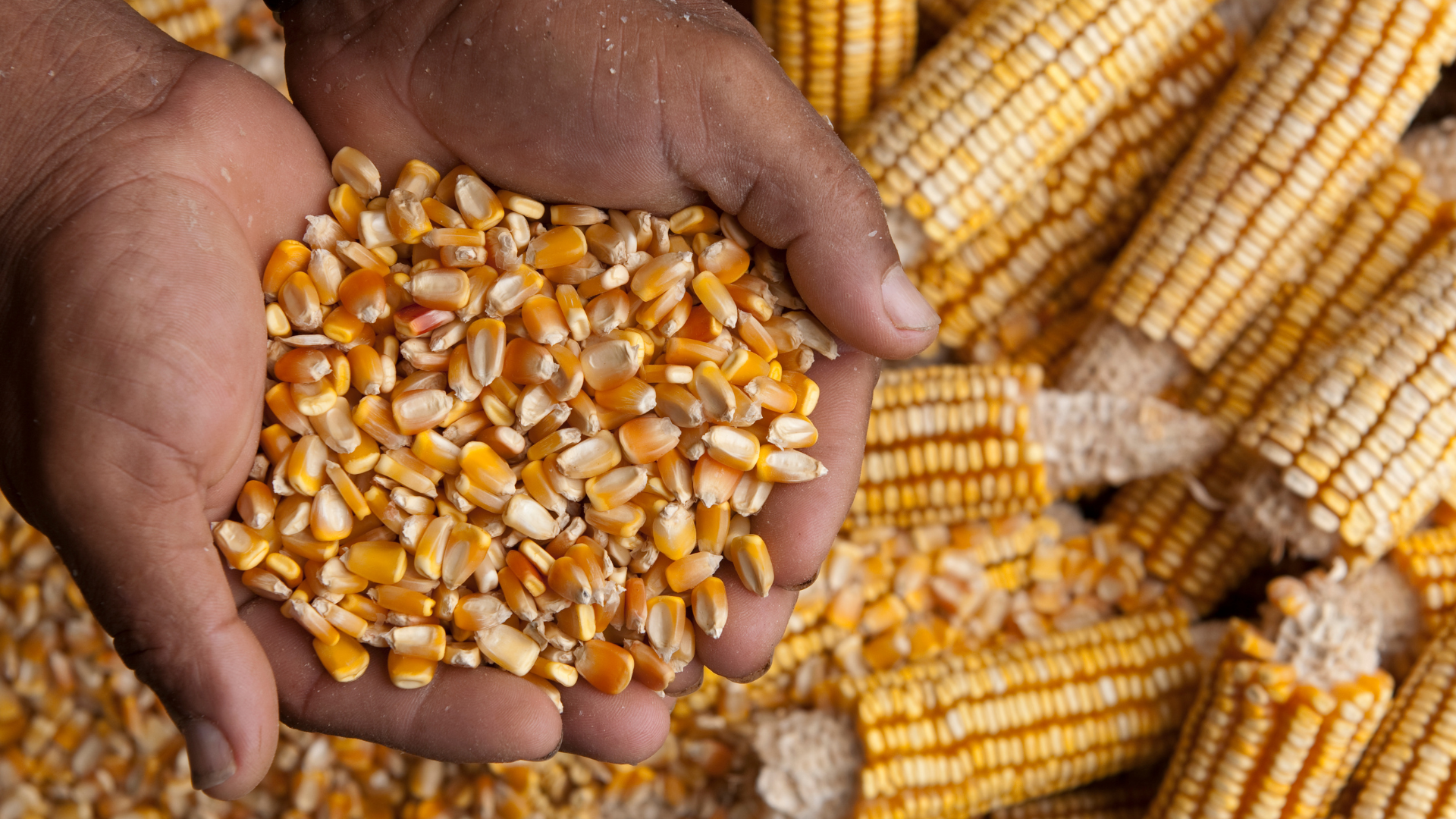 Buy Sweet Corn Kernels from RANPO ADVERTISEMENT LLC, United Arab ...