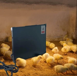 Chicken house heater