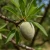 Import Almonds from Uzbekistan from Kazakhstan