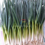Best Quality Fresh Scallion
