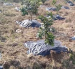 0.5 x 0.5M 0.8 x 0.8M black garden plant ground cover weed control fabric,weed block mulch cloth for orchard trees