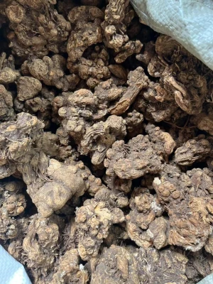 Atractylodes (Rhizome)