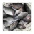 Import Frozen Fresh Angler Fish from Belgium