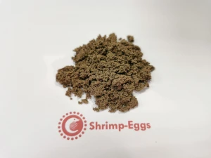 Raw Brine Shrimp Eggs, Raw Artemia Cysts in Wholesale Price