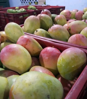 Export Quality Fresh Quality Mangoes From Pakistan/Import Fresh Quality