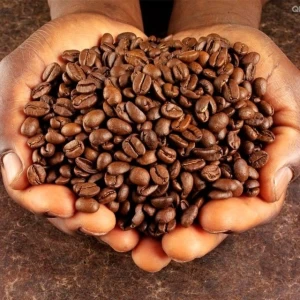 Cocoa Beans Available For Sale