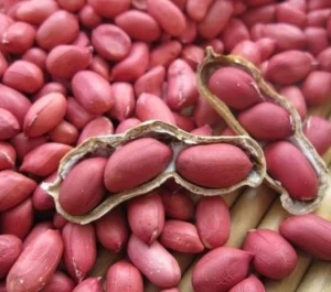 Pink peanuts Kibaco