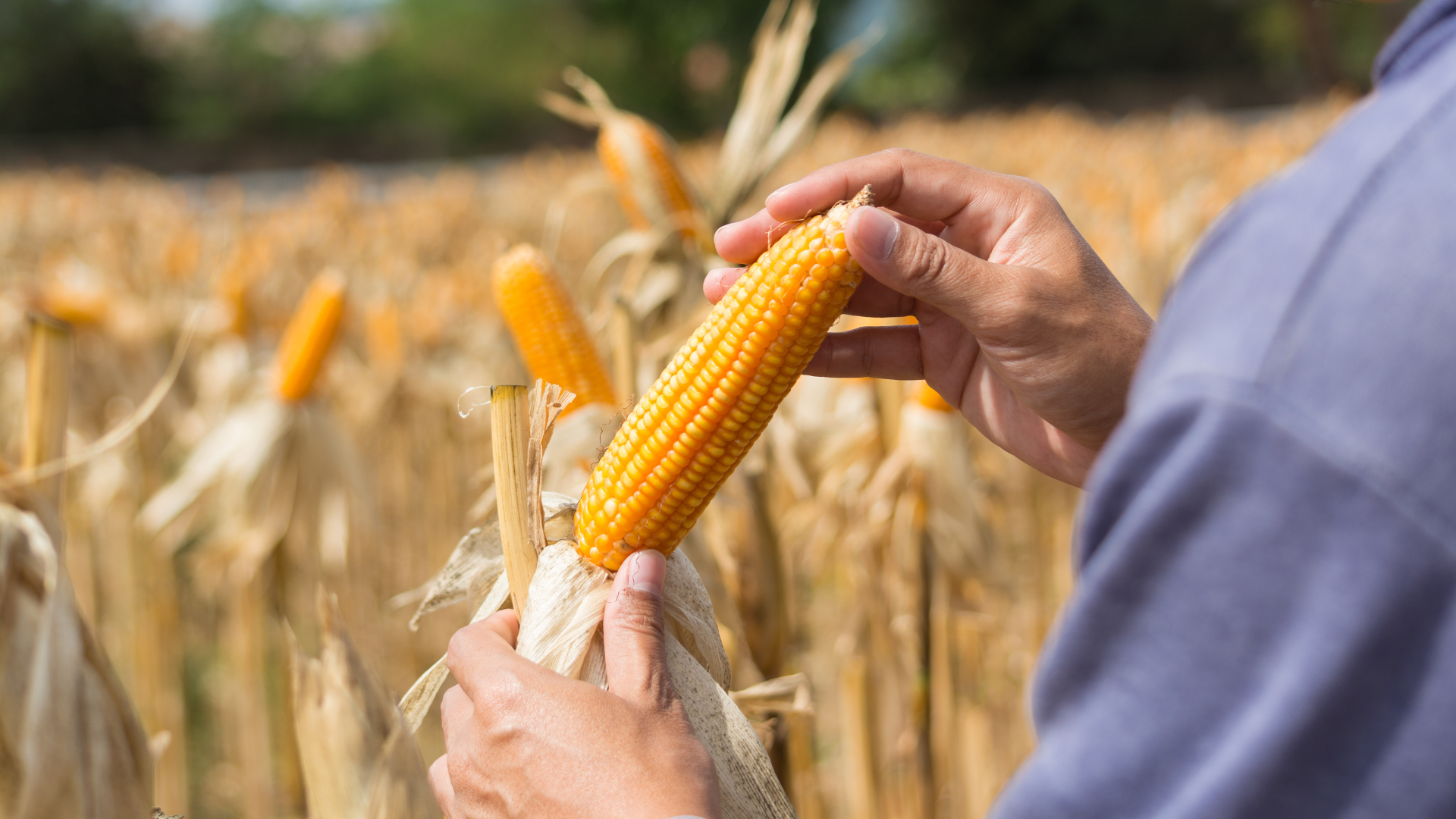 Buy Sweet Corn Kernels from RANPO ADVERTISEMENT LLC, United Arab ...