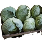 Fresh China Indonasia Cabbage with Fresh Green colour tasty sweetness with the natural aroma of cabbage is on sale now