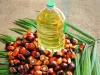 Palm Oil Wholesale Supplier