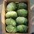 Import Healthy Vietnamese Fresh Cabbage/ Green Cabbage from Vietnam
