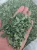 Import Moringa Leaves BULK PACKAGING from Canada
