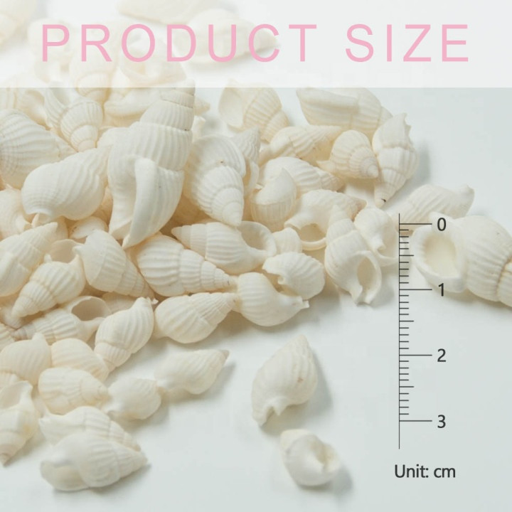 Buy 1-2 Cm Beautiful Top Rare Real Sea Shell Gift Fish Tank Aquarium ...