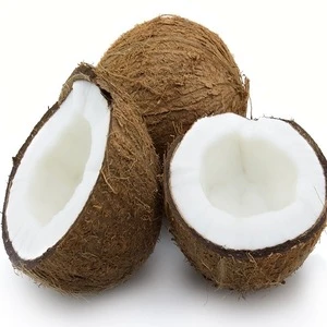 100% Best High Premium Quality India Origin Fresh Coconut