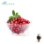 Import 100% Natural Cranberry Extract Powder Proanthocyanidins 10%-50% with Best Quality from China