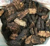 100% NATURALLY DRIED NONI FRUIT FOR HERBAL EXTRACT