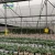 Import 200 Micron LDPE UV Transparent Agricultural Plastic Film Greenhouse from China