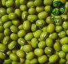 97% up sprouting rate,2.6mm+ Green Mung Beans For Sale