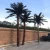 Import Anti UV Large Fake Coconut Trees Big Artificial Outdoor Data Palm Tree High Artificial Trees For Outdoor Decoration from China