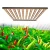 Import best lettuce microgreens indoor plants garden growth grow light led 1000 w from China