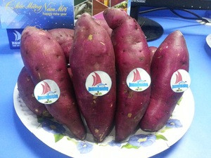 BEST SELLER FRESH SWEET POTATO WITH WHOLESALE PRICE- 00841679756513
