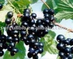 Black Currant 65Brix Concentrated