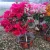 Import Bonsai Product  Natural Plants Product Type and Outdoor Plants Use bougainvillea from China