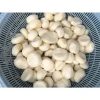 canned water chestnuts 567g/2950g