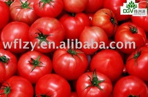 chinese fresh tomatoes