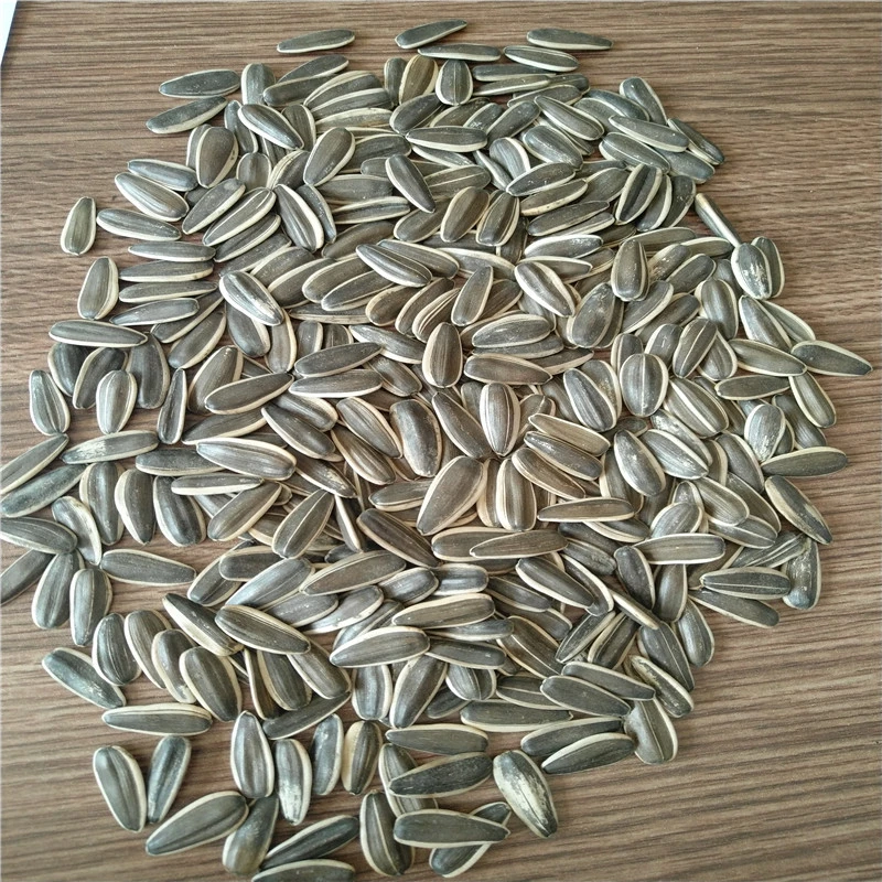 Chinese Inner Mongolia Sunflower seeds &amp; kernels with good quality