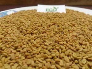 Common Fenugreek Seeds/ Raw Herb Exporter/ Spices