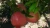 Import Common Fresh Pomegranate from Egypt