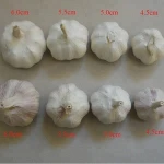 Cooking essential Vegetable Fresh Chinese Garlic