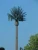 Import Environmentally friendly 30m camouflage palm monopole communication antenna tower from China