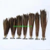 Factory direct wholesale 55-60cm dyed  pheasant feathers Tail Feathers
