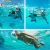 Factory directly Popular Amazon top seller full dry mask snorkeling dry diving swimming full face 180 snorkel