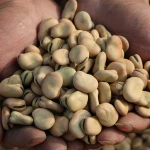 Fava beans broad beans