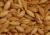 Import feed barley for sale from South Africa