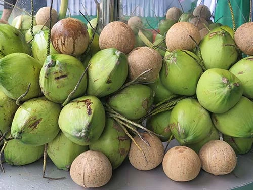 FESH COCONUTS FROM VIETNAM