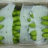 Fresh and Fresh Bananas,PREMIUM CAVENDISH BANANA READY FOR SHIPMENT
