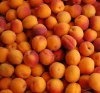 FRESH APRICOTS/New Crop Fresh Apricots Fruit/Natural Fresh Apricots/Fresh Apricots Fruit for sale