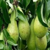 Fresh Avocado Best Seller in VietNam for sale