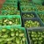 Import Fresh Avocado / Hass Avocado, Fuerte Avocado from South Africa