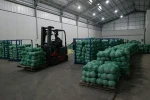 fresh cabbage