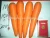 Import fresh carrot to dubai from China
