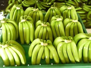 Fresh Cavendish Bananas Of Vietnam