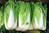 Fresh Chinese Cabbage For Sale