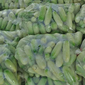 Fresh Cucumber From Thailand