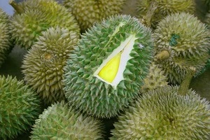 FRESH DURIAN EXPORT STANDARD PRICE FOR SALE HIGH QUALITY WITH BEST PRICE FOR YOU