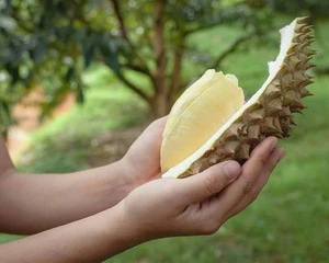 Fresh Durian from Ukraine